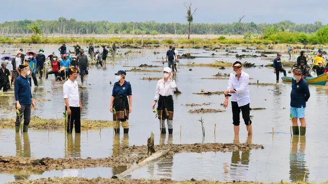  PSI Apresiasi dan Dukung Penuh Presiden Jokowi Rehabilitasi Hutan Mangrove